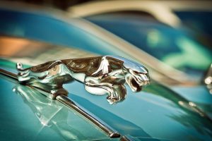 jaguar afgiftsregler
